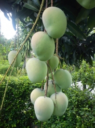 Podang Mangoes